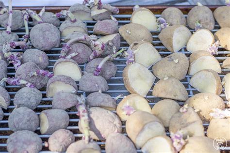 Potatoes are easy to grow for most novice gardeners, and various varieties suit climates all around the united states. How to Grow Potatoes | DIYIdeaCenter.com