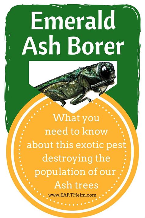 That fact is overwhelming in its own right. Emerald Ash Borer: Threat to Our Native Landscape | Ash ...