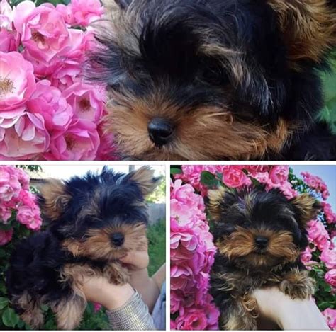 I have one boy and two girls left. Yorkshire Terrier Puppies For Sale | Boston, MA #299328