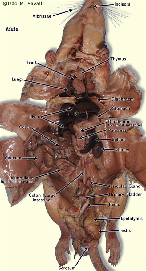 Buzzfeed staff boy, sue's back must hurt from carrying the show. Alan Zhong Fungus Fun: Rat Dissection Zhong