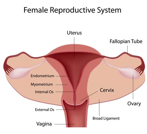 Humans, like other organisms, pass some the external part of the female reproductive organs is called the vulva, which means covering. And I Think to Myself...What A Wonderful World.: December 2012