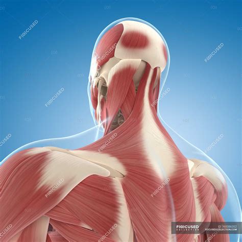 The main functions of these muscles are flexion, extension, lateral flexion and axial rotation of the vertebral column. Back Of Neck Anatomy / Intermediate And Deep Muscles Of The Back Anatomy Tutorial Youtube ...