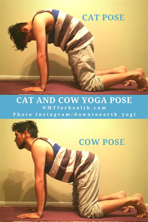 Cow cat is one of the normal cats, and a fast cat in both attacking and speed. Start improving posture and circulation at home with Cat ...