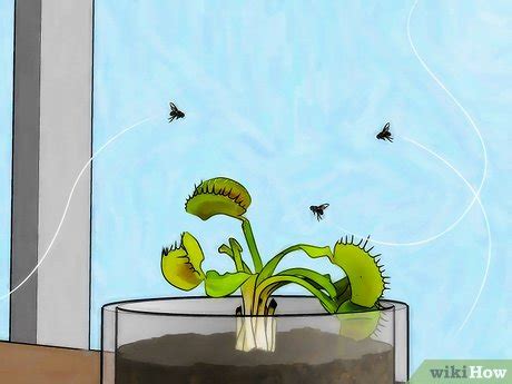 Tips on soil, sunlight, and water, as well as feeding. How to Grow a Venus Flytrap (with Pictures) - wikiHow