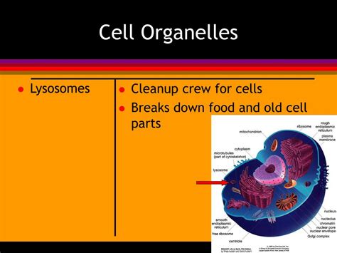 An organelle is any specialized structure that is contained within a cell. PPT - Animal Cells PowerPoint Presentation, free download ...