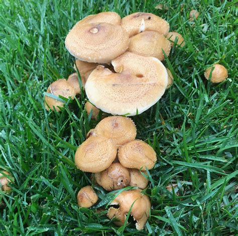 Mushrooms in Lawn? How to Manage the Fungus Among Us | The Money Pit