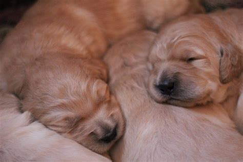 Handled by children and are ready for there. GOLDENDOODLES OF COLORADO: Winter 14'-15' Goldendoodle Puppies