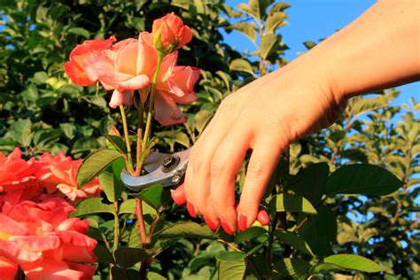 Not every scrawl or scribble will be a masterpiece, but some of those drawings will certainly deserve a little preservation. Can You Preserve Flowers Using Hairspray? Really!