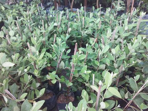 Check spelling or type a new query. BUMI HIJAU NURSERY (002279488-D): Benih pokok kemunting