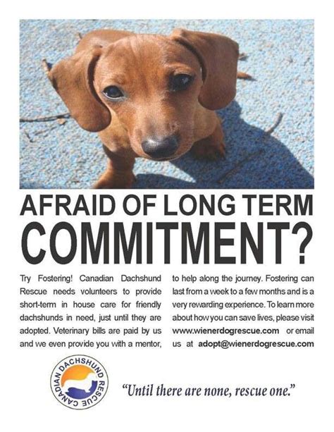 According to the akc, most breed rescues report that a majority of their rescue dogs come from individual owner surrender, with. Would love to do this someday | Dachshund rescue, Rescue ...