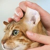 Уши кошки: уход и профилактика заболеваний | Лолкот.Ру