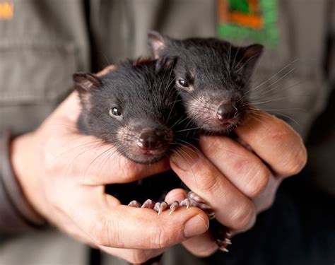 Wild populations in tasmania already have plummeted in some areas by 85 percent. Amazing Animals Pictures: Tasmanian devil, an incredible ...