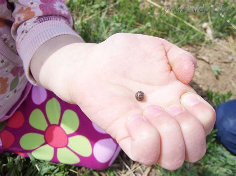 Crustaceans are animals with hard shells made from many pieces for protection. Home. Kids. Life.: DIY Science @ Home - Pill Bugs