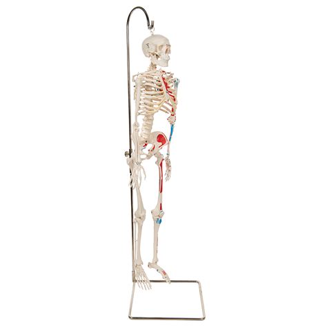 Guided learning helps you study the human body layer by layer. Lille meneske skelet Shorty med malede muskler på hængende ...