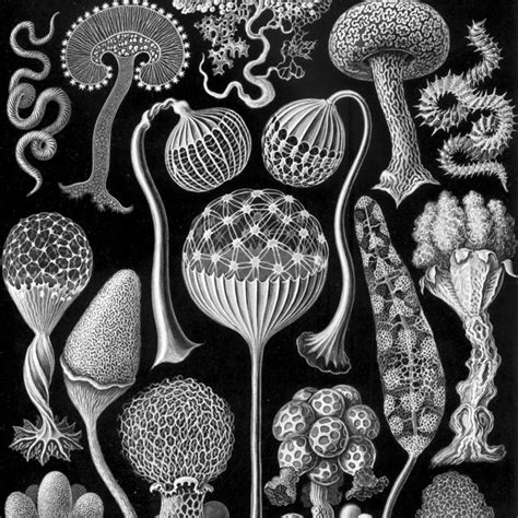 The slime molds are recognized by botanists as fungi and by zoologists as protista. Life cycle of a plasmodial slime mold (myxomycete), based ...