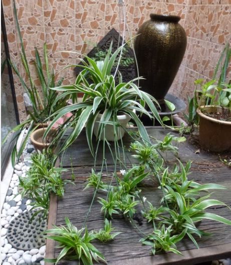 Tanaman hias depan rumah menjadi penyejuk mata ketika dipandang karena kecantikan serta keindahannya. Greenfingers: Taman dalam Rumah