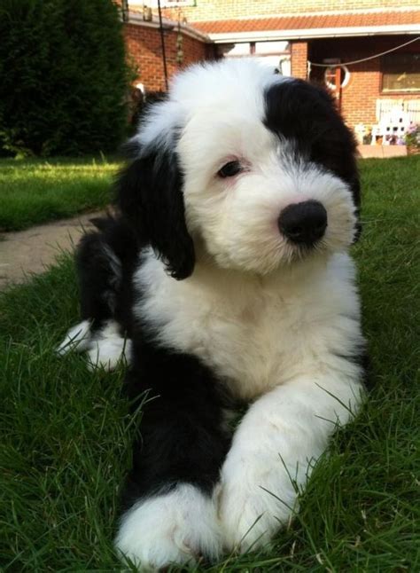 Old english sheepdog puppies can make a great addition to a family with children. 194 best I so love Old English Sheepdogs! images on ...