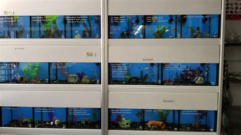 Village pets & supplies pet stores are retail pet shops with locations in san francisco and santa rosa california. Village Pets & Supplies in Santa Rosa | Village Pets ...