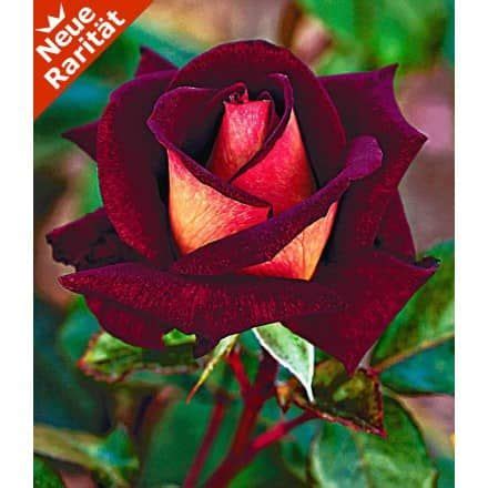Die rose von jericho ist ein symbol für glück, liebe, langes leben und unvergängliche schönheit! Beet-Rose 'Osiria®', 1 Pflanze - BALDUR-Garten GmbH ...