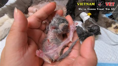 Your newborn kitten stock images are ready. 5 baby newborn kittens were revived from the VET - A ...