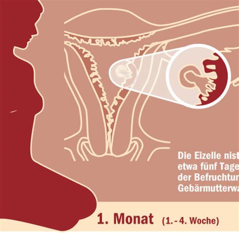 Unweigerlich taucht in diesem zusammenhang die frage auf, wann der richtige zeitpunkt gekommen ist, um den. 51 Best Images Ab Wann Babybauch Sichtbar ...