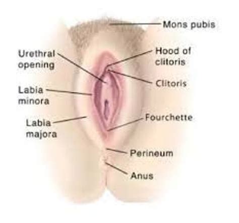 Yes it's not the proper way if saying it but girls have 3 holes look up on goggle the female private part diagram you'll see it. 10 Facts about Labiaplasty | Less Known Facts