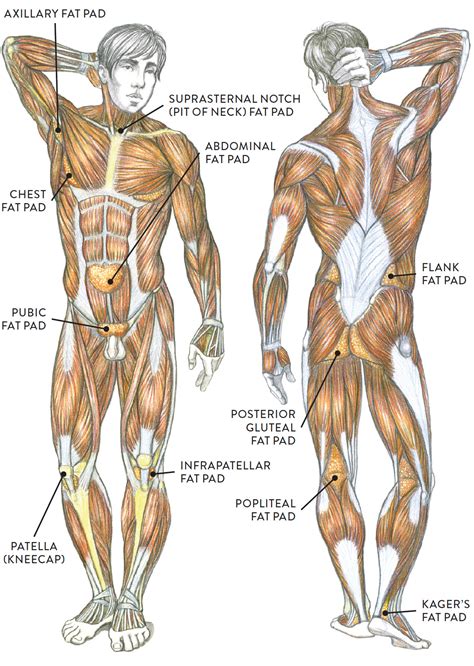 Become a sexpert and learn about women's anatomy! Anterior (left) and posterior (right) views