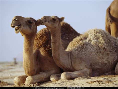 However, soldiers eventually got sick of the camels' bad smell and worse tempers, and they were released into the wilderness. Animal Zoo Life: |Camel|Camel foot|Camel camel|Pictures of ...