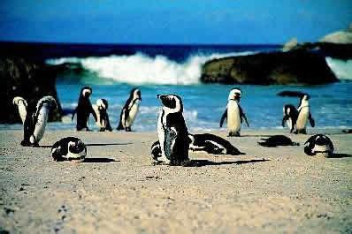 African penguins begin to breed at the average age of four, when a male and female will pair up, and today, the african penguin is considered to be a vulnerable animal and has been listed as being endangered by the iucn. Reason - ENDANGERED AFRICAN PENGUIN