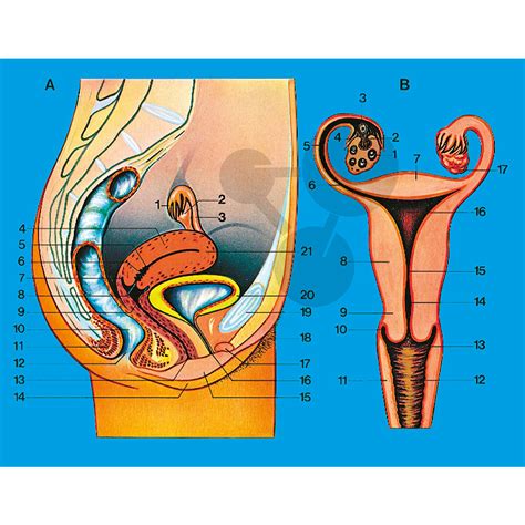 Ich erkläre euch basics rund um die inneren weiblichen* geschlechtsorgane. Sammlung Sexualerziehung | Conatex Lehrmittel