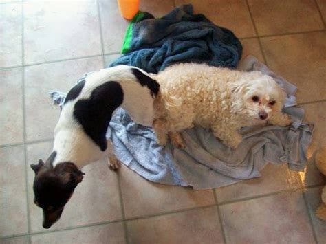Male dogs have an organ called the bulbus glandis, which is responsible how long are dogs stuck together during mating? Slow Down, Gym Shoe!: Dog Tied!