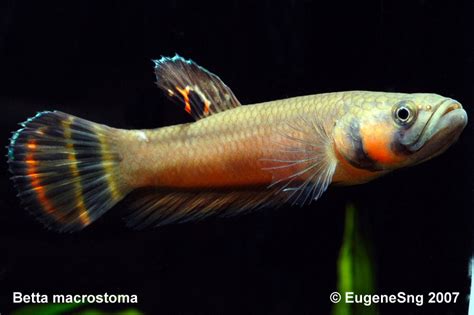 Endemic to borneo where it's known only from brunei darussalam and the northern tip of the malaysian state of sarawak. Betta macrostoma - AquaticQuotient.com Photo Gallery