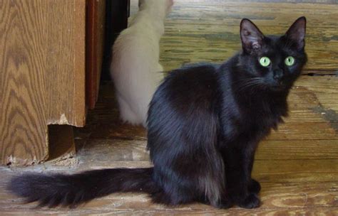The turkish angora is a breed of domestic cat. Black Turkish Angora | of that here is a pic of a black ...