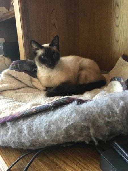 They will follow their companions around and strike up a conversation about everything and anything. Siamese Cats For Adoption Massachusetts