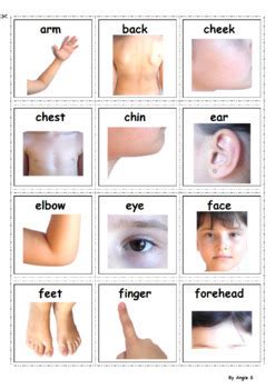 In humans, it is bounded by the diaphragm and the pelvis. Body Parts Autism Communication Cards, Visual Support by ...