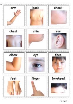 Internal body parts name with pictures. Body Parts Autism Communication Cards, Visual Support by ...