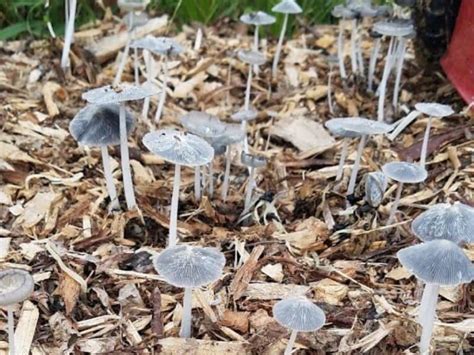 Start mushroom spotting, with help from this illustrated guide. Why Are Mushrooms Growing In My Garden?