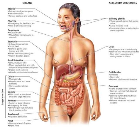 Biomedical illustration showing the internal organs of a female in. Woman Human Body Organs - koibana.info | Human body organs, Human body organs anatomy, Human ...