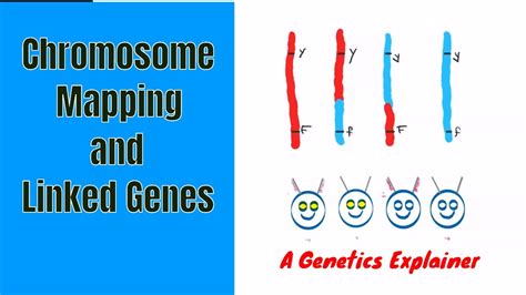 See further the very useful link provided by h.e. Chromosome Mapping and Linked Genes - YouTube
