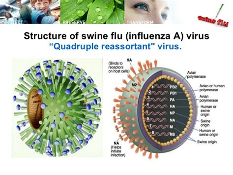 Structure incompatible with current estimation method! Recent advancements in Swine Flu Treatment