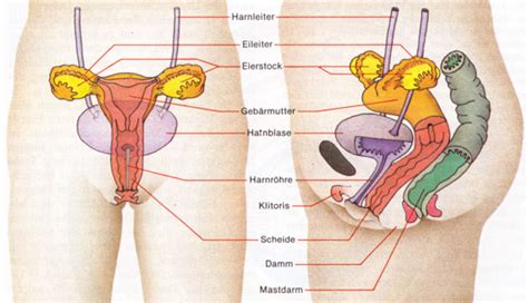 Geschlechtsorgane — geschlechtsorgane, zeugungs oder sexualorgane, geschlechtsteile, genitalien, die organe des tierischen und menschlichen geschlechtsorgane der frau: Sexualorgane