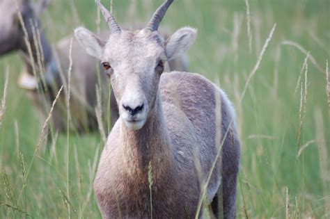 Maybe you would like to learn more about one of these? Badlands, South Dakota | Badlands, South dakota, Favorite ...