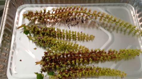 Coleus seeds grow very slowly. Harvesting SEEDS from Coleus !! The easiest way to harvest ...