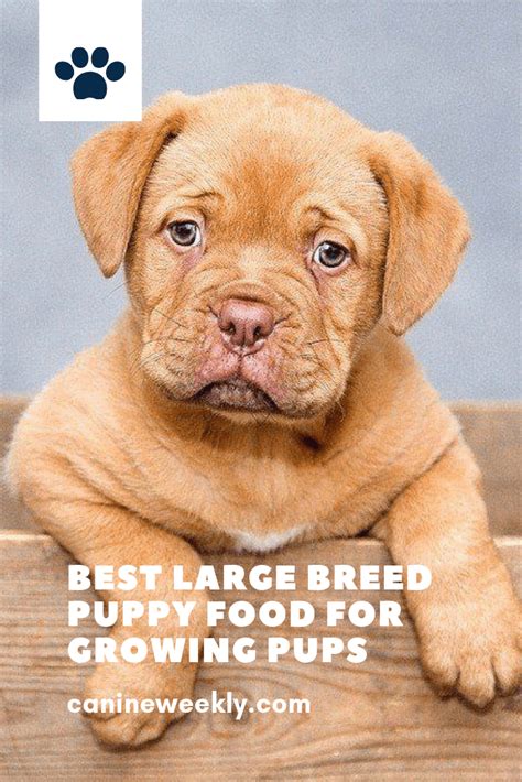 It has excellent protein content at 23% for plenty of energy. 10 Best Large Breed Puppy Food Picks of 2021 | Canine ...