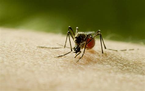 This is not an ordinary mosquito, but a very strong mosquito that had never been seen before. PRODU | Mosquito de Discovery también se emitirá en Mega ...