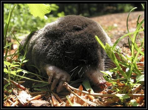 They do not occur in southernmost parts of europe, including greece, portugal, and italy. talpa europaea | Maulwurf, Bilder, Nacktmull