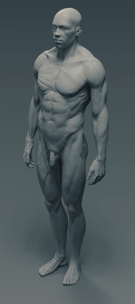 For the textbook, see gray's anatomy. ArtStation - Ecorché - anatomy male reference model - 3d ...
