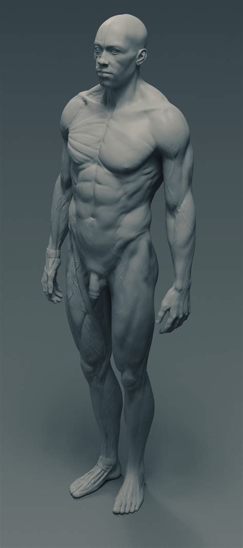 Check out our male anatomy art selection for the very best in unique or custom, handmade pieces from our prints shops. ArtStation - Ecorché - anatomy male reference model - 3d print ready (with keys)