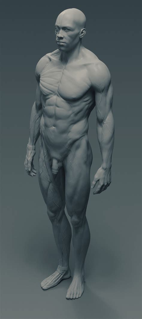 Jump to navigation jump to search. ArtStation - Ecorché - anatomy male reference model - 3d ...