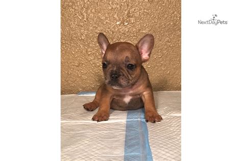 We sell almost every frenchie color. Sold Merle Male: French Bulldog puppy for sale near ...